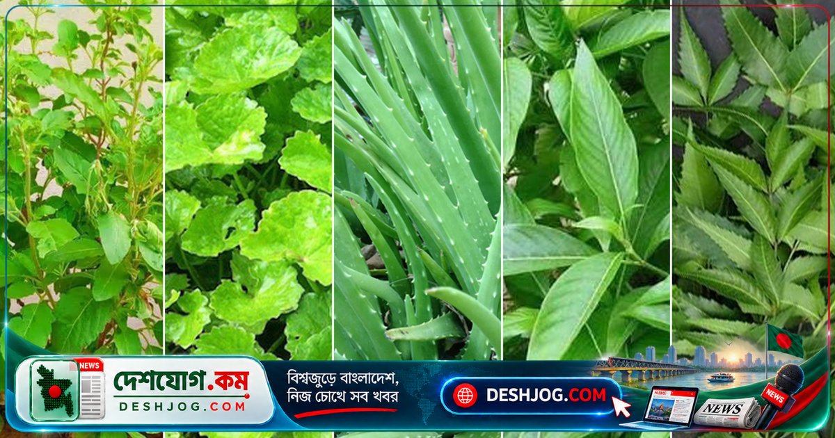 বারান্দায় ১০টি সহজলভ্য ভেষজ গাছ: প্রকৃতির নিরাময় ভাণ্ডার থেকে স্বাস্থ্য রক্ষা