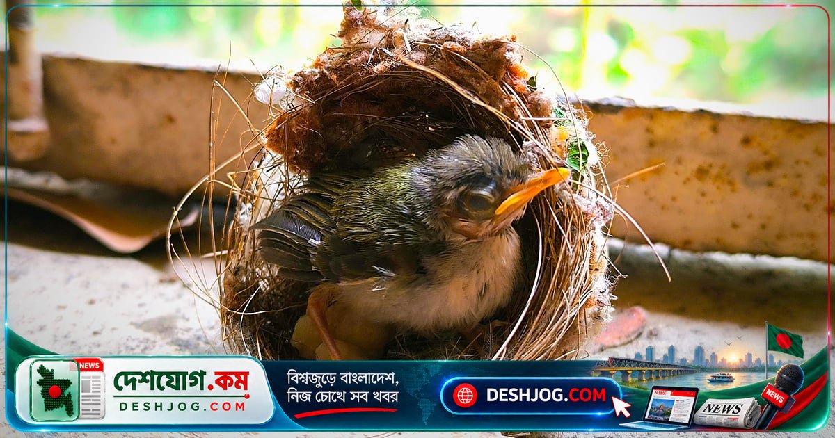 ১০টি জীবন-প্রকৃতি চিত্র: পাঠকের ক্যামেরা থেকে নাগরিক সংবাদের আলোকে