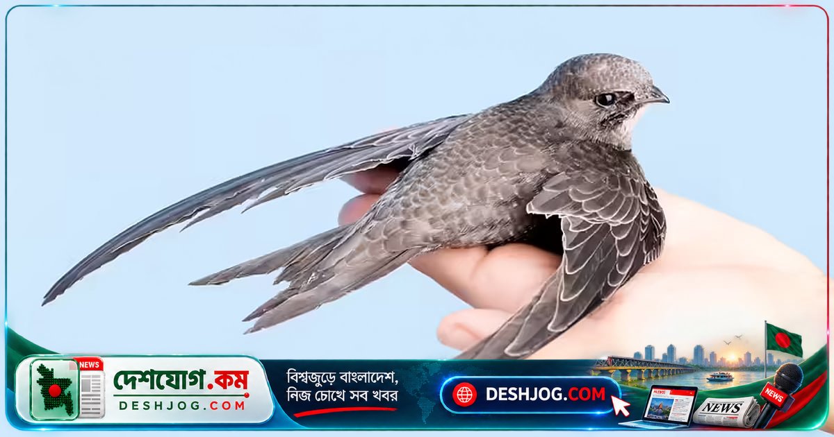 ১০ মাস ধরে মাটি ছুঁয়ে না উড়তে পারে এমন পাখি আবিষ্কার: বিজ্ঞানীদের অবাক করে দিয়েছে এরা কীভাবে?