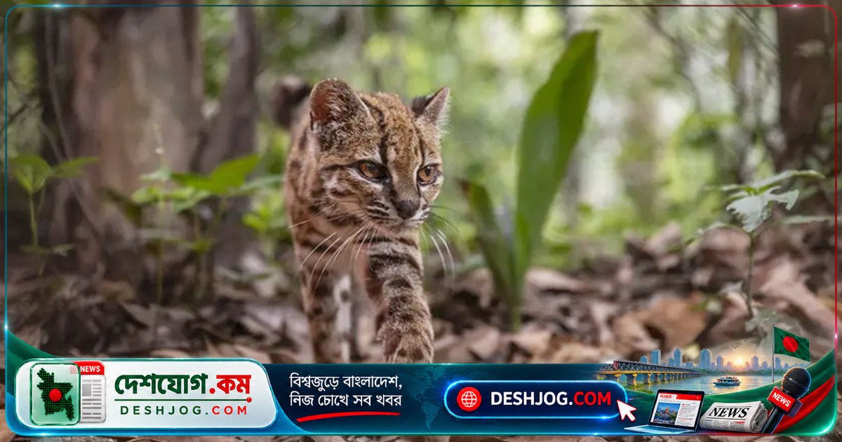 ১৪ লাখ বছরের পুরনো নতুন বিড়াল প্রজাতি আবিষ্কৃত: বলিভিয়ার মেঘবনে সন্ধান মিলে বৈজ্ঞানিক চমক