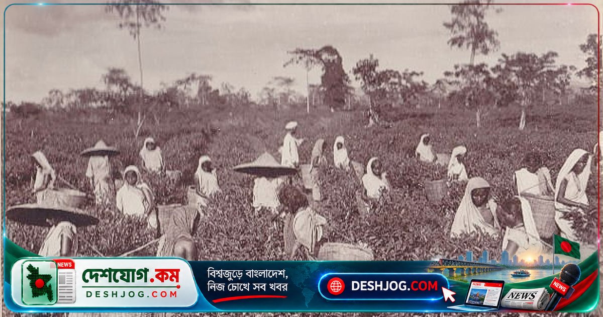 ১৯২১ সালের 'মুল্লুকে চলো' আন্দোলন: চা-বাগানের শ্রমিকদের স্বদেশ ফিরে যাওয়ার দীর্ঘ যাত্রা