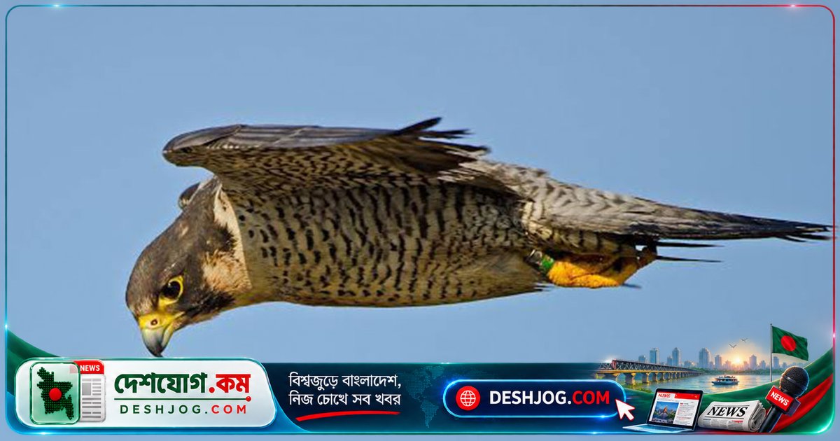 ২০ হাজার কিলোমিটার দীর্ঘ যাত্রা শেষে মণিপুরে ফিরে আসে দুটি আমুর বাজপাখি, ২৩ দেশ অতিক্রম করে