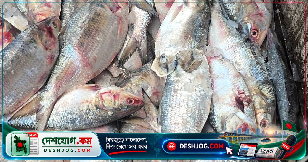 ২২ দিনের নিষেধাজ্ঞা লঙ্ঘনে পচা ইলিশের দুর্গন্ধে ঘাটজুড়ে সংকট, জরিমানা ও কার্যকর নিষেধাজ্ঞা