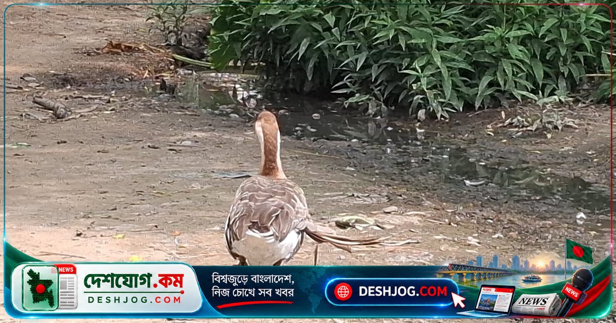 ২৪ বছর বয়সী রাজহাঁস পরিবারের আয়ের প্রধান ভরসা, ডিম দিতে দিতে পেট ঝুলে গেছে