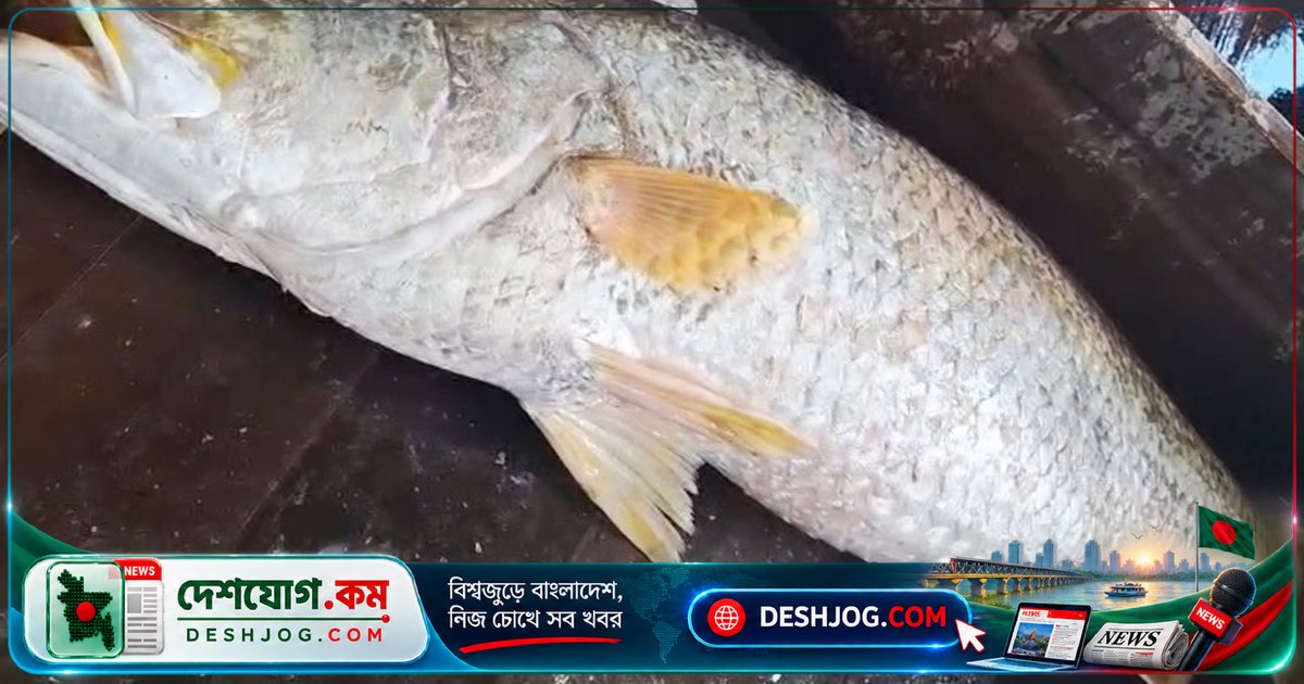 ভোলার মেঘনায় ধরা পড়া বিশাল কোরাল মাছ বিক্রি হলো ২৪ হাজার টাকায়