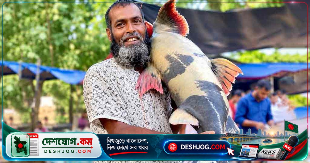 বিপন্ন বাগাড় মাছের বিশালাকার ২৪ কেজি পদ্মা নদী থেকে ধরা পড়ল, ৩৮ হাজার টাকায় বিক্রি