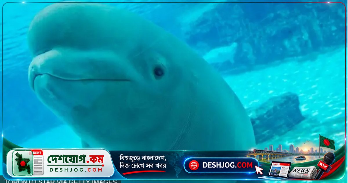 ৩০টি বেলুগা তিমির জীবন সংকট: কানাডা থেকে আন্তর্জাতিক স্থানান্তরে ৬টি প্রাণী মৃত্যু, প্রাণী কল্যাণ সংকটের চিহ্ন