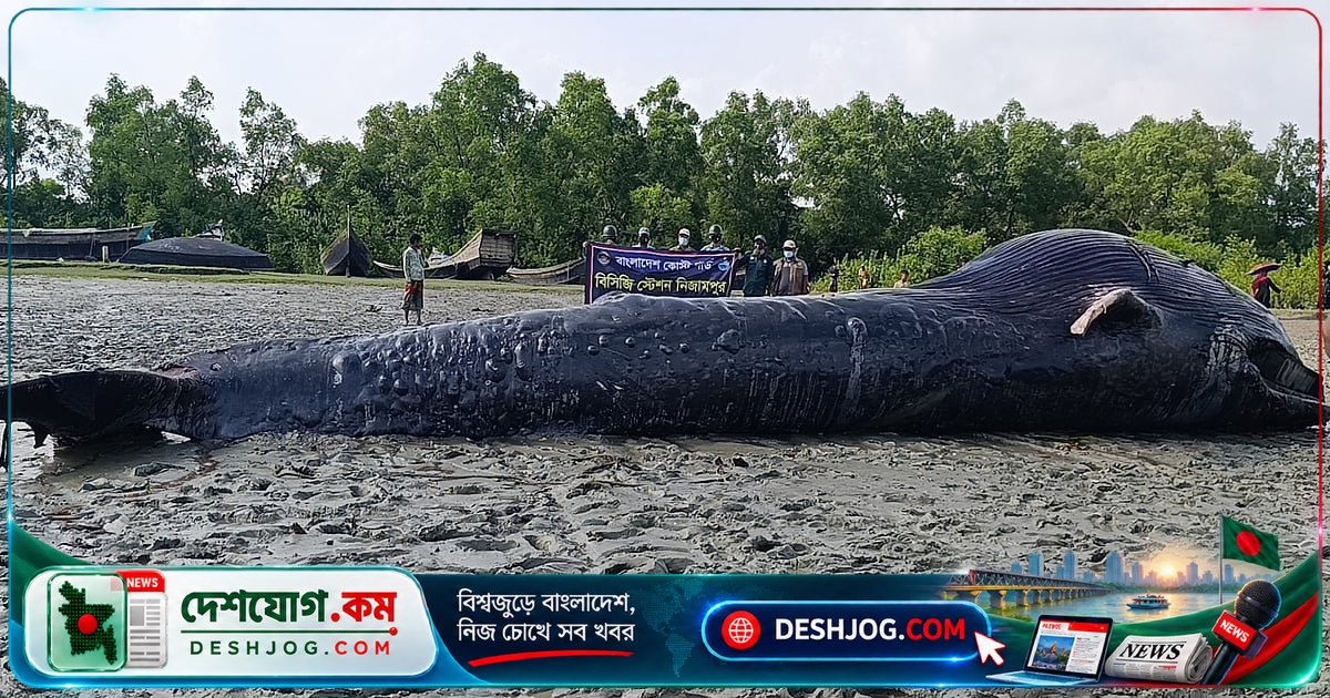 বরগুনার আন্ধারমানিক নদীতে পচে যাওয়া ৩০ ফুট তিমির উদ্ধার: পচনজনিত দুর্গন্ধের কারণে মাটিচাপা দেওয়ার পরিকল্পনা