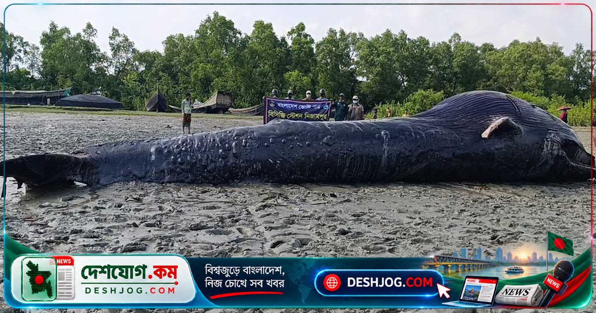 ৩২ ফুট দীর্ঘ মৃত তিমির মরদেহ আন্দারমানিক নদীতে ভেসে এসে স্থানীয়দের আকর্ষণ করে
