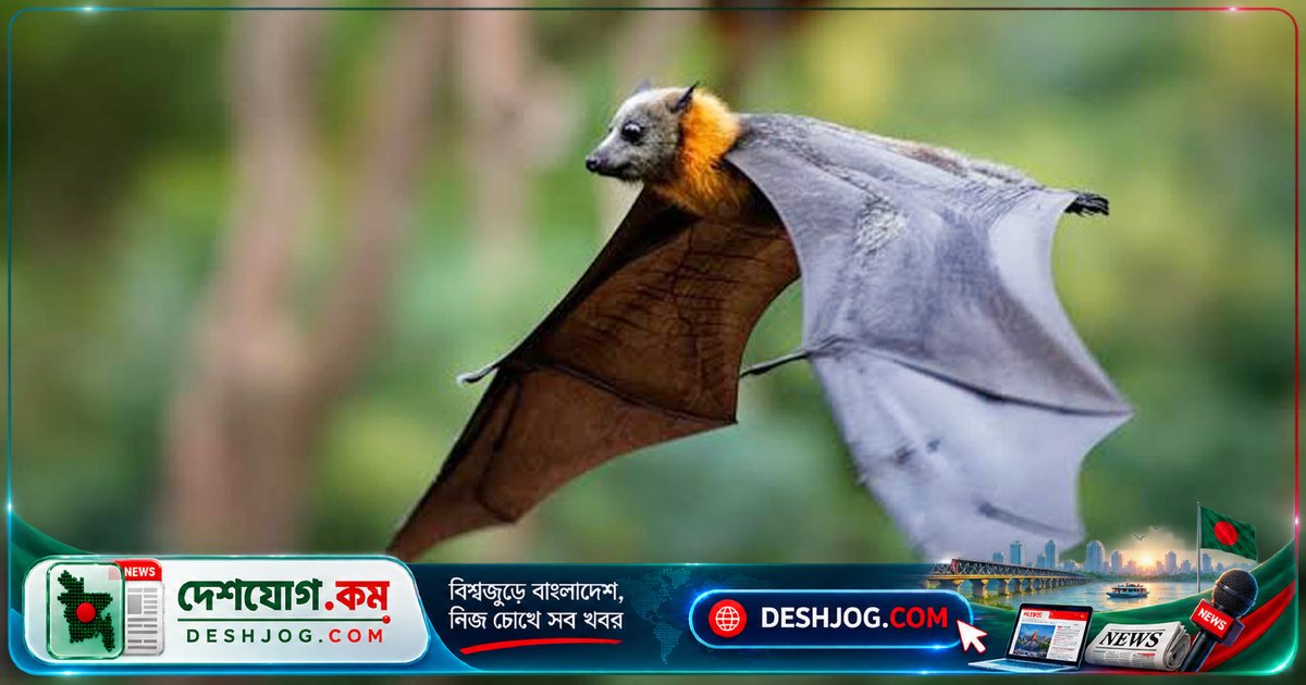 ৪০ বছরে বায়ুবিদ্যুৎ টারবাইন ধাক্কায় মারা গেছে ১ কোটি ৮৭ লাখ বাদুড়: যুক্তরাষ্ট্রে পরিবেশবান্ধব শক্তির অদৃশ্য দাম