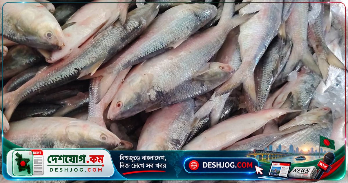 ৬০ মণ ইলিশ ধরা পড়ে নোয়াখালীর হাতিয়ায়, নিলামে বিক্রি হয় ২০ লাখ টাকা