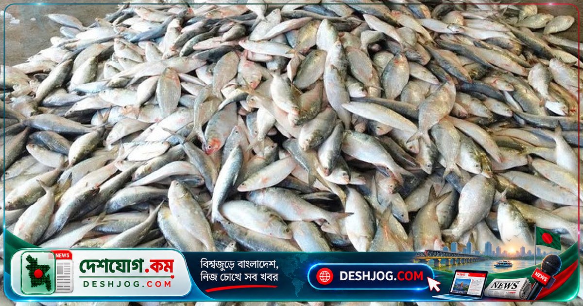 ৬০ মণ ইলিশের নিলামে ২০ লাখ টাকা! সাগরে ছয় দিনে জেলেদের এত বড় আশীর্বাদ কেন?
