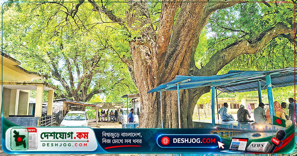 ৬৩০ বছরের পুরনো তেঁতুলগাছ: যশোরের জগদীশপুর গ্রামের কালের সাক্ষী প্রাকৃতিক আশ্রয়