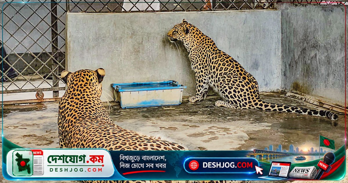 ৯ বছর ধরে বন্দী লেপার্ড দুটি: কোয়ারেন্টিন শেষ হলেও বন্য প্রাণীকে বের করা যাচ্ছে না গাজীপুর সাফারি পার্কে