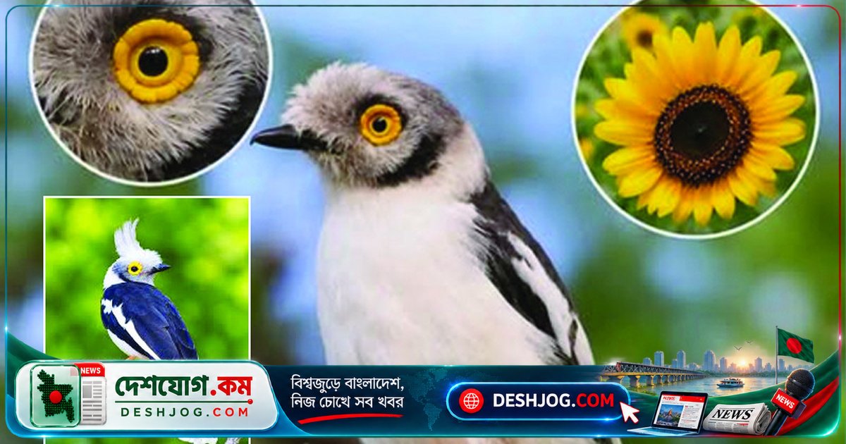 আফ্রিকার এই পাখির চোখে সূর্যমুখীর মতো ফুল ফোটে, দেখে মুগ্ধ হয়ে যাবেন!