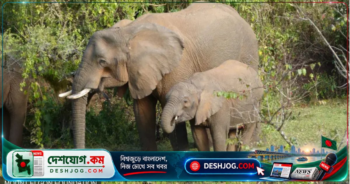 আফ্রিকান হাতিরা ৩৫ প্রজাতির ঔষধি গাছ ব্যবহার করে নিজেদের ও শাবকদের চিকিৎসা: গবেষণা প্রমাণ