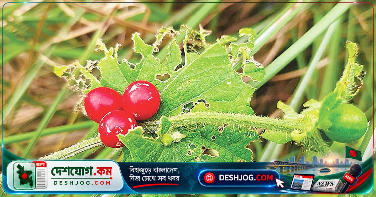 প্রকৃতির অবহেলিত গহ্বরে লুকিয়ে ছিল এই অজানা ভেষজের গুণাগুণ: আগমুখী উদ্ভিদের গোপন রহস্য