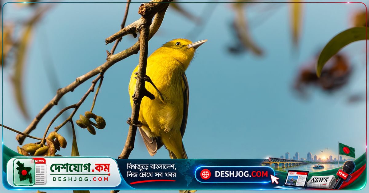 এআই ও বিজ্ঞানীরা কীভাবে হারিয়ে যাওয়া পাখির গান ফিরিয়ে আনে?