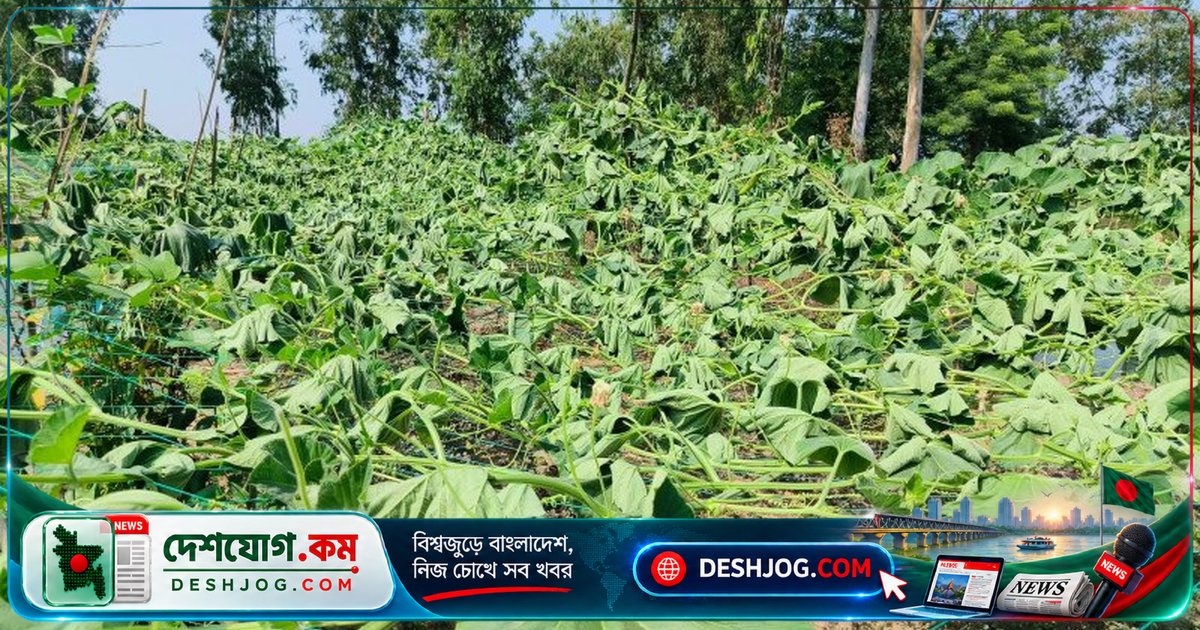 আখাউড়ার কৃষককে ৭০ হাজার টাকার ক্ষতি: দুর্বৃত্তরা কেটে দিল লাউ গাছের শতাধিক চারা