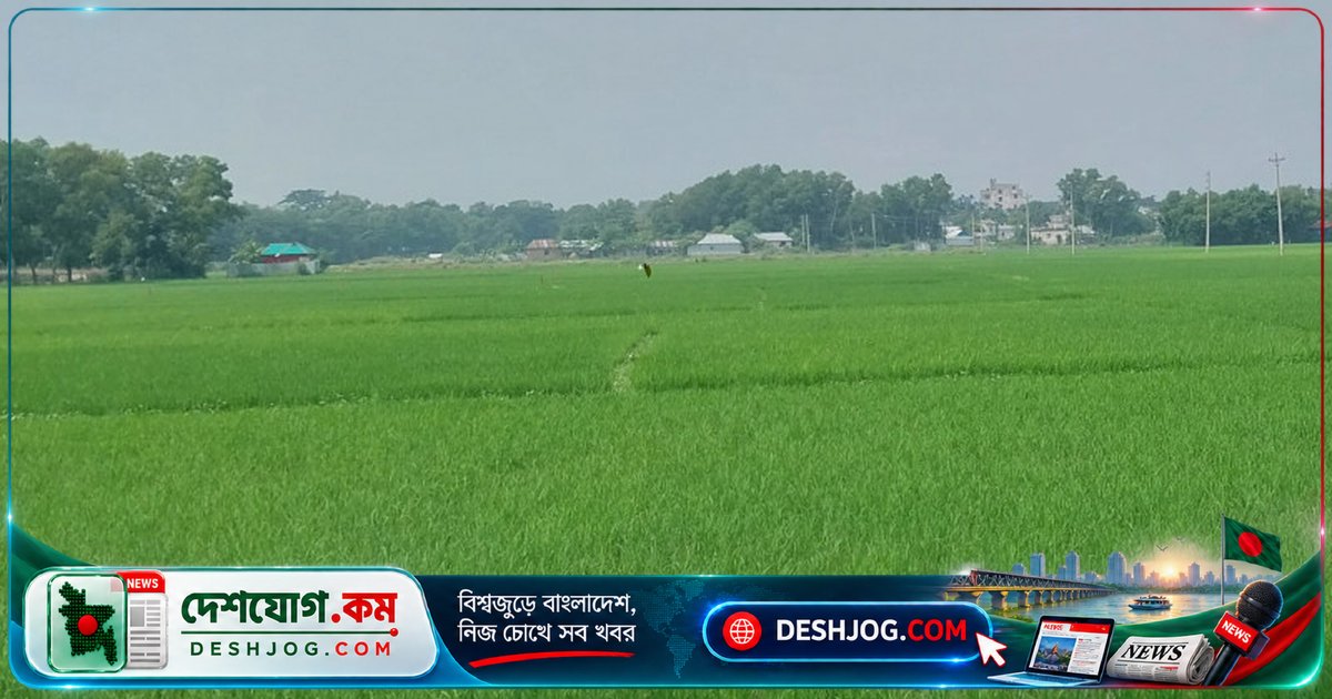 আমন ধানের সবুজ সমারোহে আশাবাদী কৃষকরা: ব্রাহ্মণবাড়িয়া আখাউড়ায় বাম্পার ফলনের স্বপ্ন