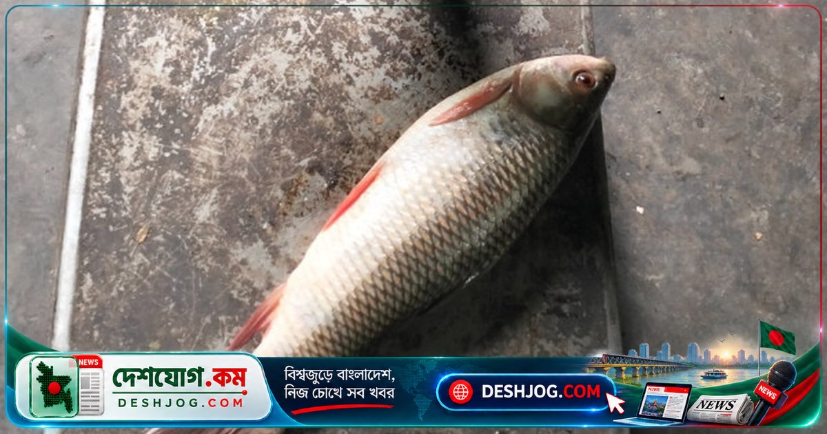 আক্কেলপুর উপজেলা স্বাস্থ্য কমপ্লেক্সে রোগীদের জন্য নির্ধারিত মাছের ওজনে ব্যাপক কারচুপি