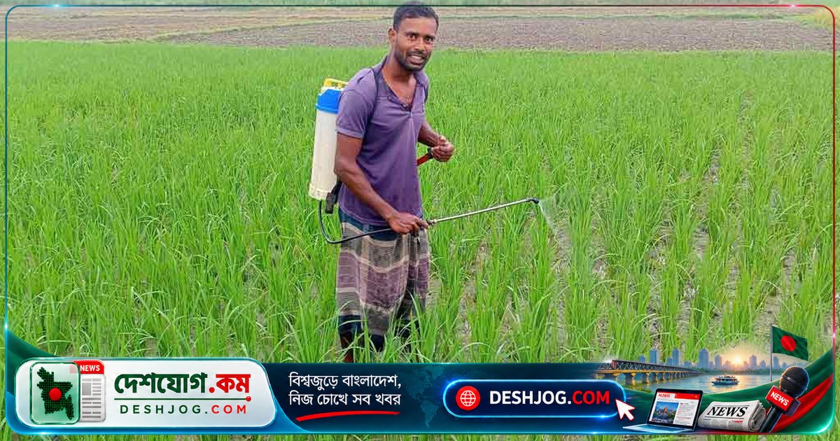 আমন ধানের শীষে পোকার আক্রমণ: কৃষকদের দুশ্চিন্তা ও ফলন হুমকিতে রূপা আমন মাঠ