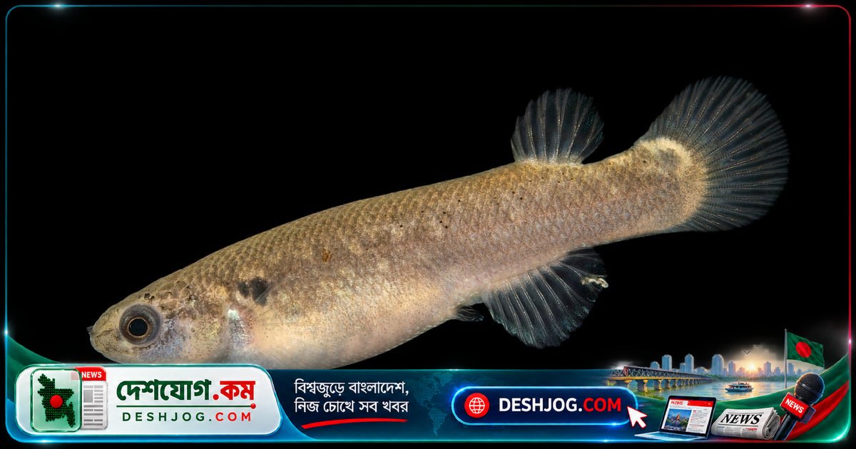 প্রকৃতির অদ্ভুত মাছ: পানি ছেড়ে ডাঙায় বেঁচে থাকা ৭ প্রজাতি যা আপনাকে অবাক করবে