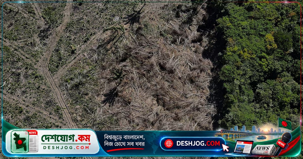 আমাজন বনাঞ্চলের ১৫% ধ্বংস: ২৪ কোটি একর জমি হারিয়ে গেছে, জলবায়ু বিপদ বাড়ছে