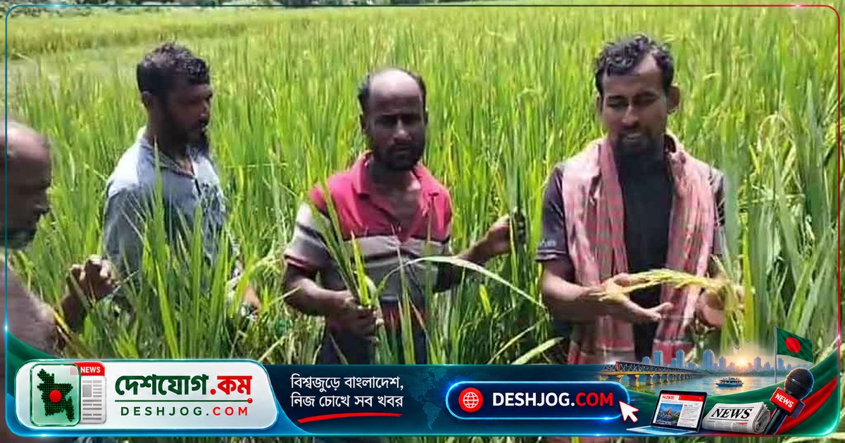 ব্রি-৯৮ ধানের প্রতারণায় বরগুনার আমতলীতে দুই শতাধিক কৃষক নিঃস্ব হয়ে পড়েছে