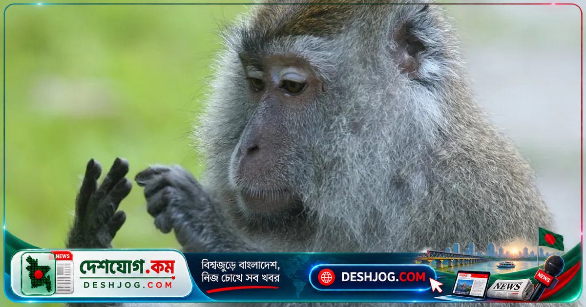 প্রাণীজগতের অদ্ভুত গণনা ক্ষমতা: কীভাবে তারা সংখ্যা বোঝে?