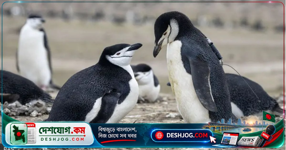 অ্যান্টার্কটিকার প্রত্যন্ত দ্বীপে পেঙ্গুইনদের বিপদ: ৬৩% হ্রাসে হারিয়ে যাচ্ছে বিশ্বের বৃহত্তম কলোনি