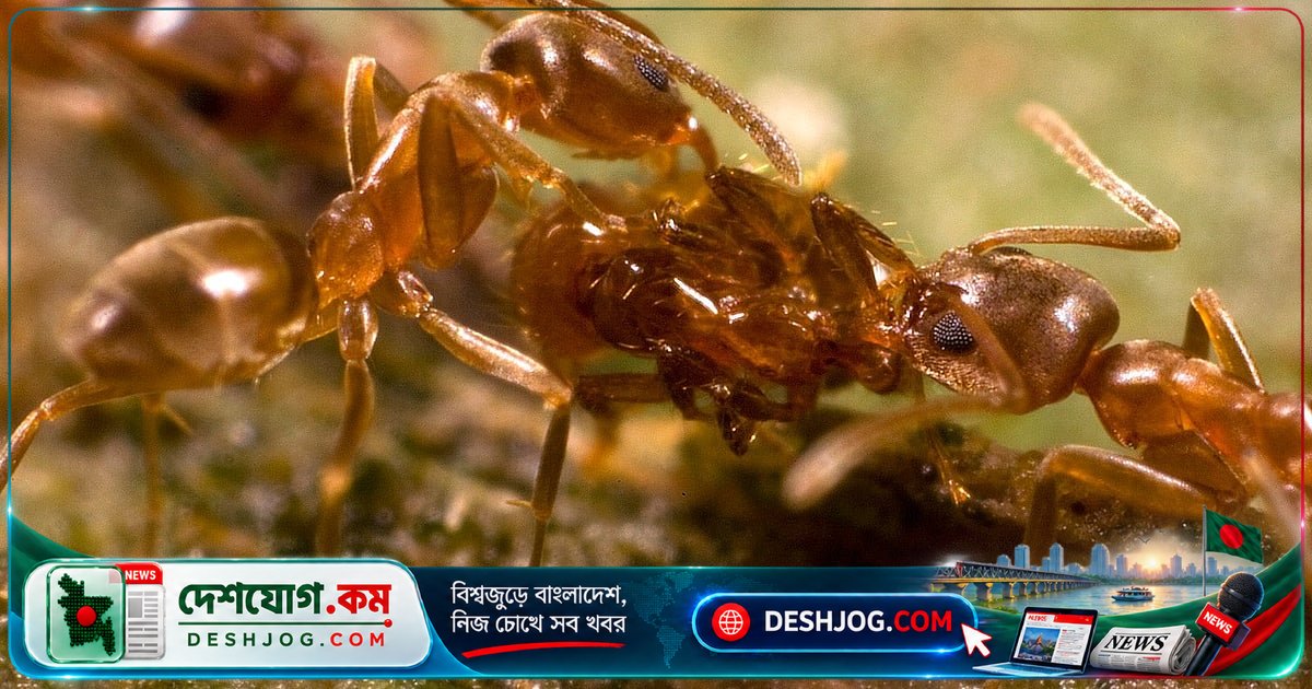 পিঁপড়াদের বিশ্বযুদ্ধ: ছোট হলেও মানুষের যুদ্ধের চেয়ে বেশি রক্তক্ষয়ী এই সংঘাত