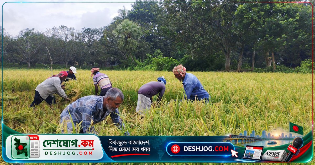 চাটমোহরে আউশ ধানের আবাদ বাড়ছে তিন ফসলি চাষে, লাভবান কৃষকেরা