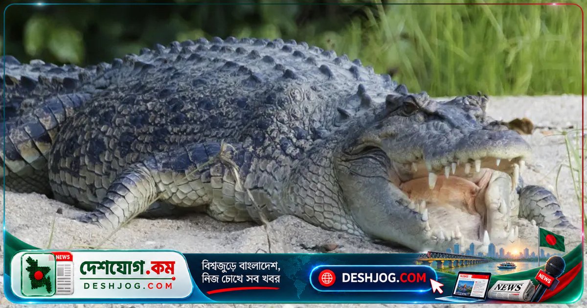 ২০৩২ অলিম্পিকে অস্ট্রেলিয়ার ৫০০ কুমিরের নদীতে হবে ক্যানোয়িং ও রোয়িং প্রতিযোগিতা