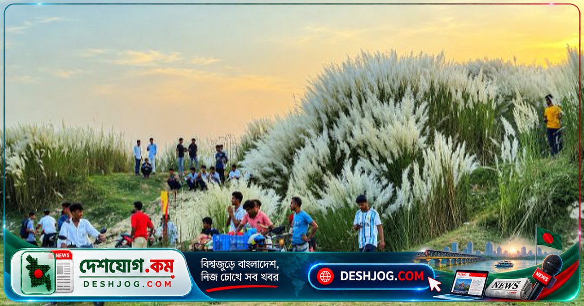 শরতের নীল আকাশে সাদা কাশফুলের মেলা: করতোয়া নদীর চরাঞ্চলে প্রকৃতিপ্রেমীদের আকর্ষণীয় মিলনস্থল