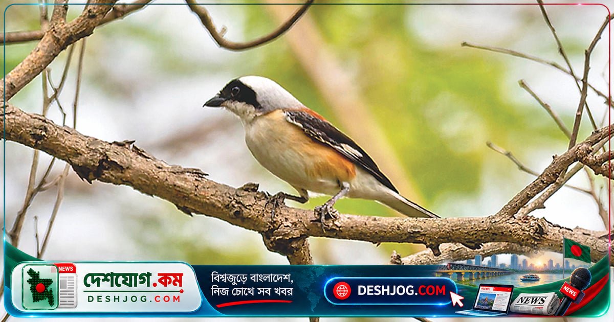 বাবুডাইংয়ের শিশুগাছে বাসা বানিয়ে ছানাসহ বিরল পাখি লাটোরার অদ্ভুত জীবনচক্র