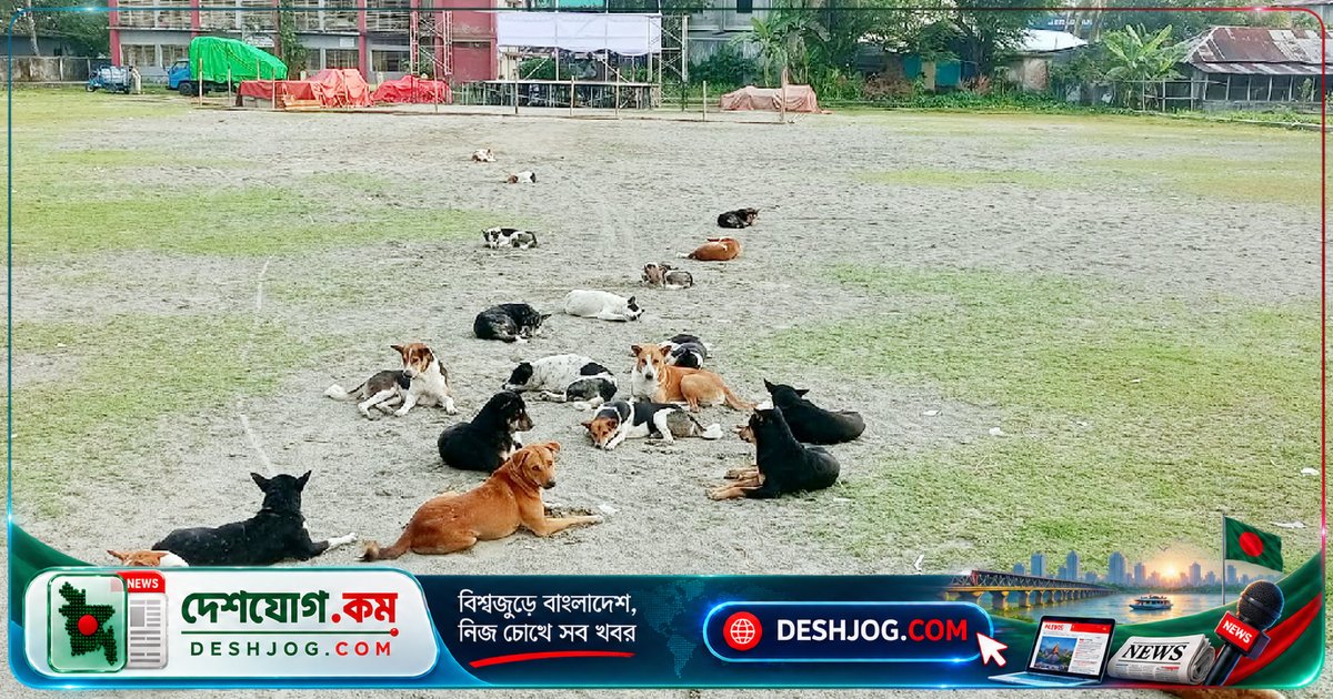 বাগেরহাটের চিতলমারী স্কুলে বেওয়ারিশ কুকুরের আক্রমণে ৩৫০ শিক্ষার্থী আতঙ্কিত, এক শিশু আহত