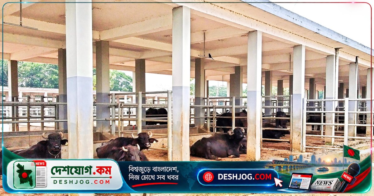 বাগেরহাটের ফকিরহাটে সরকারি মহিষ খামারে ৪২টি পদ শূন্য, ভেটেরিনারি সার্জন নেই ৪২ বছর ধরে