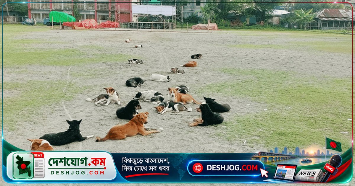 বাগেরহাটের স্কুলে অর্ধশত বেওয়ারিশ কুকুরের হুমকি: শিক্ষার্থী আহত, অভিভাবক আতঙ্কিত