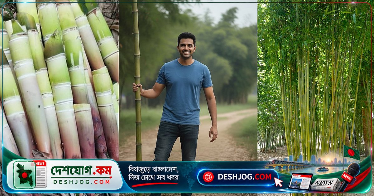 বাঁশের অপরিহার্য ভূমিকা: জীবনের প্রতিটি ক্ষেত্রে কীভাবে বাঁশ আমাদের জীবনকে রূপদান করছে?