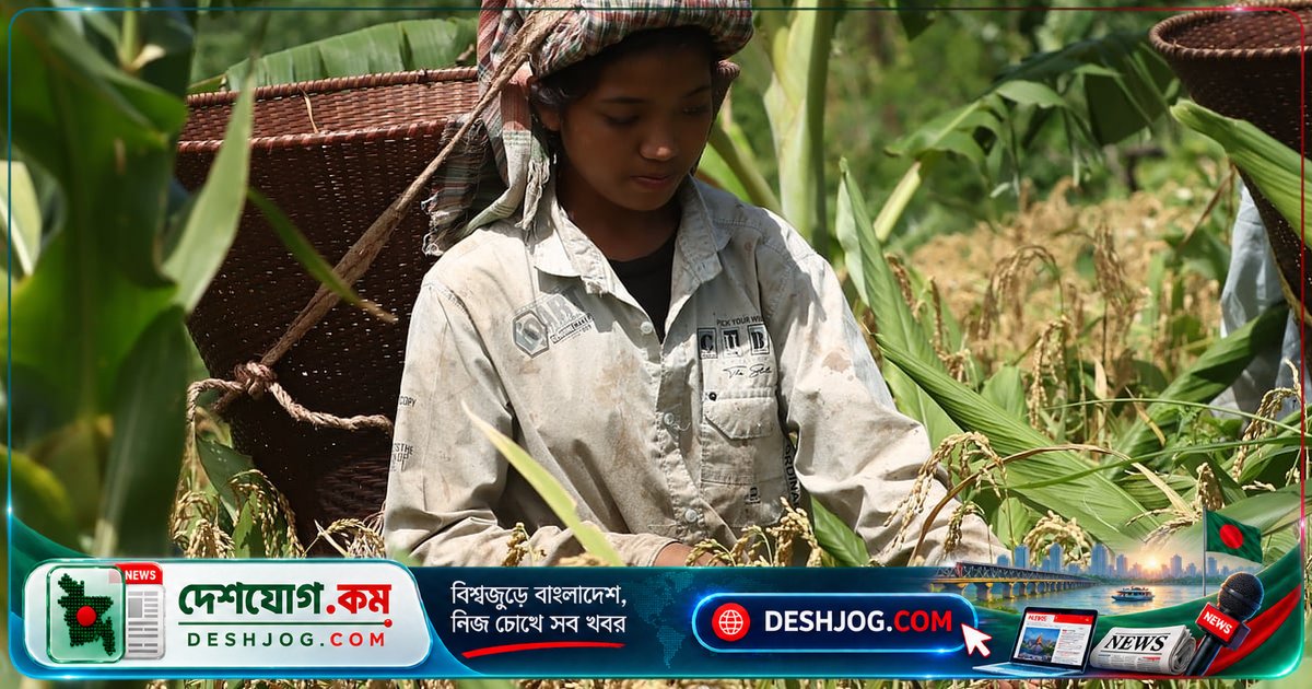 বান্দরবানের পাহাড়ি জুমে সোনালি ধান কাটার ঐতিহ্যবাহী উৎসব চলছে
