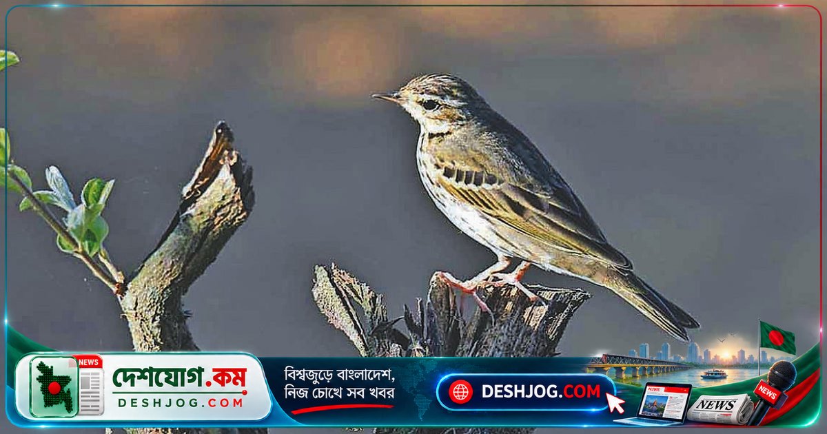 বান্দরবানের নাইক্ষ্যংছড়িতে তুলে নিলাম জলপাই-পিঠ তুলিকার অলৌকিক ছবি: গাজীপুর কৃষি বিশ্ববিদ্যালয়ের পাখি বিশেষজ্ঞের আকর্ষণীয় গল্প