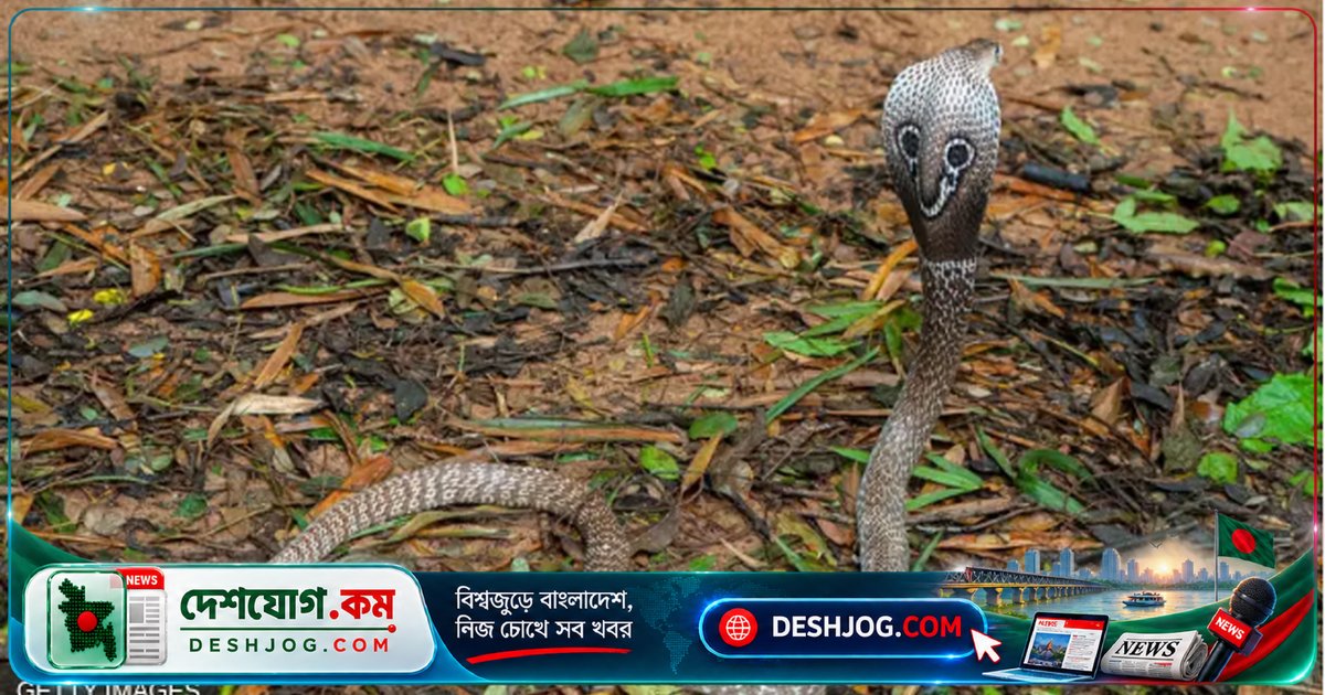 বাংলাদেশে ১০টি সাধারণ সাপের পরিচয়: কতটুকু বিষধর ও কোথায় থাকে?