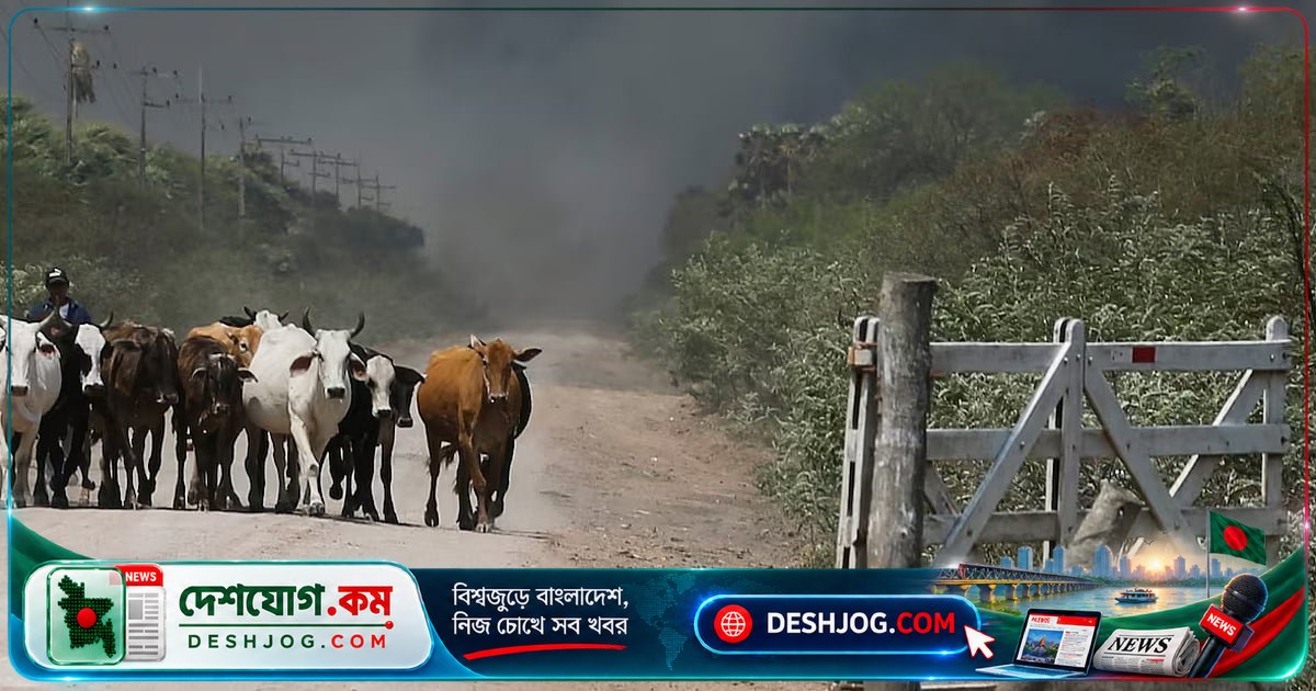 বাংলাদেশের গরু ও ডেইরি খামার থেকে কার্বন নির্গমনের সঠিক হিসাব: গবেষণায় নতুন তথ্য
