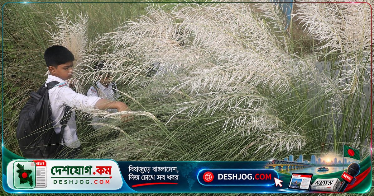 ৮ সেপ্টেম্বর বাংলাদেশের বিভিন্ন অঞ্চলে জীবন ও প্রকৃতির একঝলক: বৃষ্টি থেকে কাশফুল পর্যন্ত