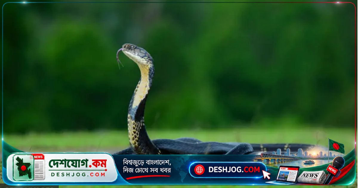 বাংলাদেশের আট প্রজাতির সাপের বিলুপ্তির ঝুঁকি: কোথায় বাস করে ও কেন হুমকির মুখে?