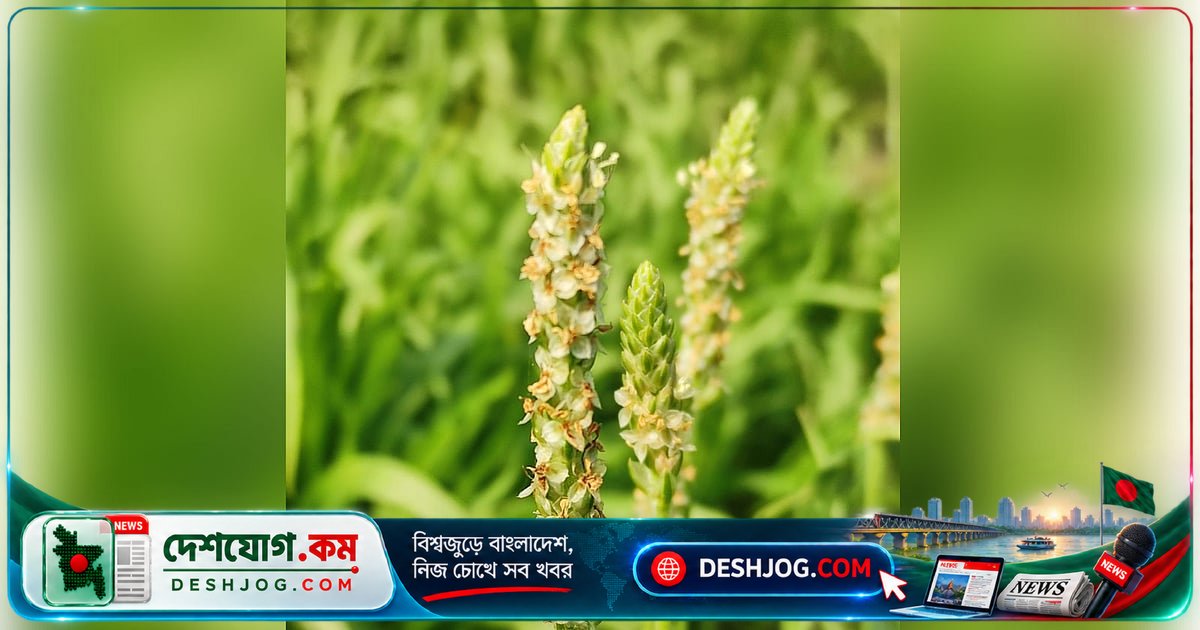 বাংলাদেশে ইসবগুল আমদানির বার্ষিক খরচ ১০৮ কোটি টাকা, দেশে উৎপাদন সম্ভাবনা নেই
