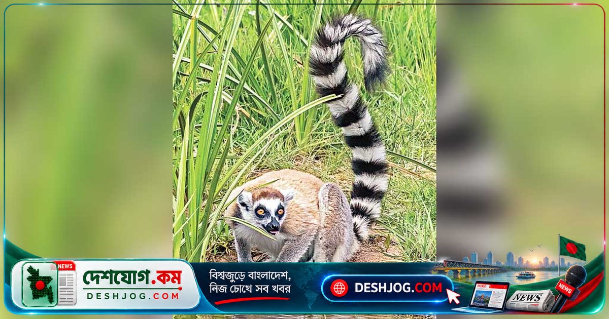 বাংলাদেশের সাফারি পার্ক থেকে চুরি হওয়া লেমুর দুটি ভারতের ধনী পরিবারের চিড়িয়াখানায় উদ্ধার: আন্তর্জাতিক তদন্তের চাপ