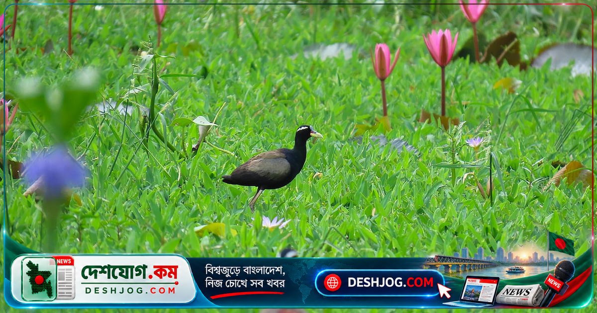 বাংলাদেশের আবাসস্থল-নির্ভর পাখিরা হারিয়ে যাচ্ছে: এক দশকের লক্ষণীয় পরিবর্তন