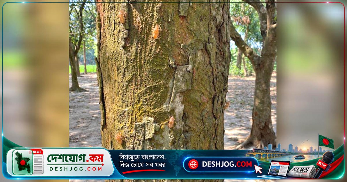 বাংলাদেশে নতুন প্রজাতির ঝিঁঝিঁ পোকা শনাক্ত: বৈজ্ঞানিক গবেষণায় নথিভুক্ত ‘ডান্ডুবিয়া অ্যানানডালেই বুলার্ড’